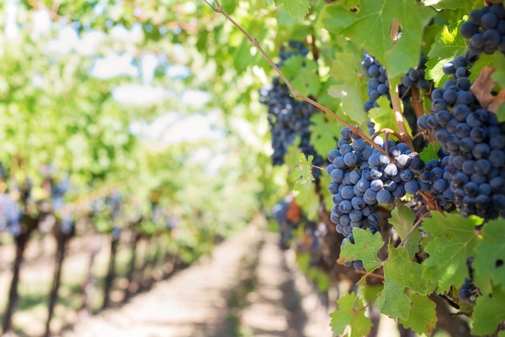 Cloudburst cabernet sauvignon: the great story behind this $300 bottle of wine