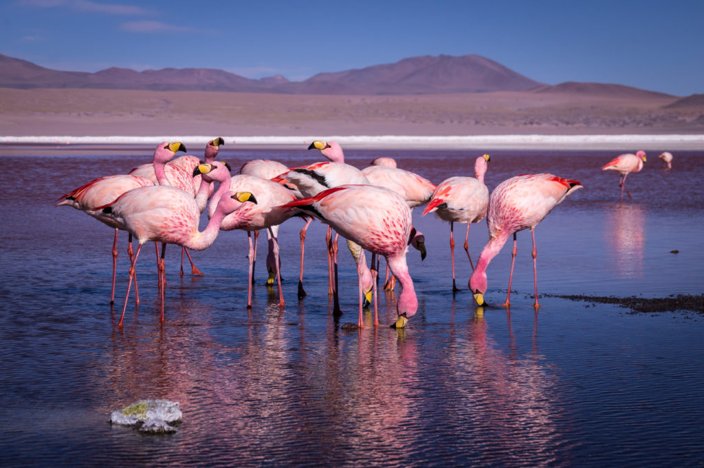 bolivia-travel-salt-flats-adventure-flamingos-ute-junker