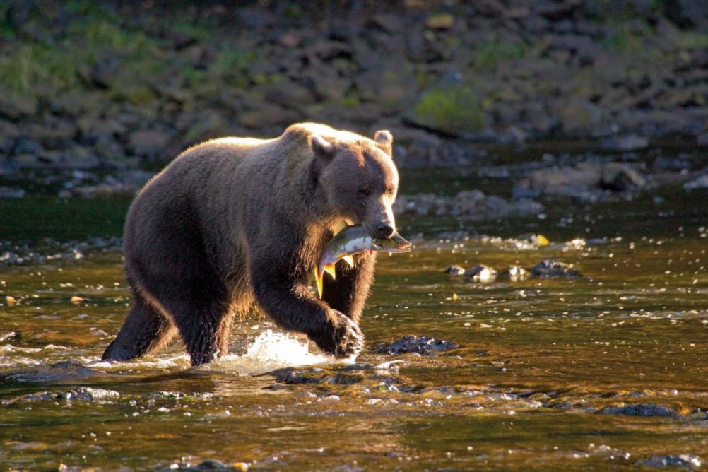 alaska-wildlife-cruising-ute-junker