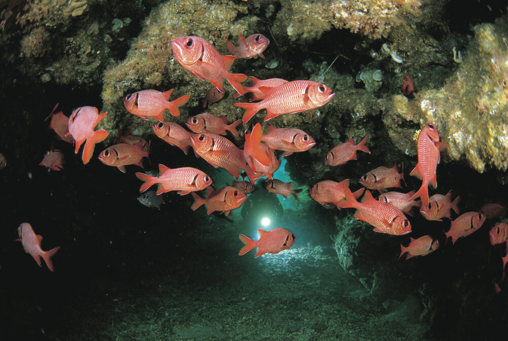 ningaloo-reef-diving-western-australia-ute-junker