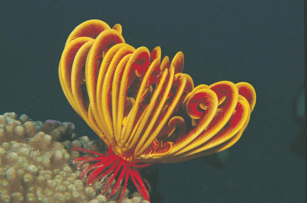 ningaloo-reef-diving-western-australia-ute-junker