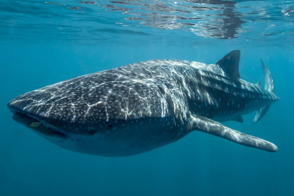 ningaloo-reef-western-australia-whale-sharks-ute-junker