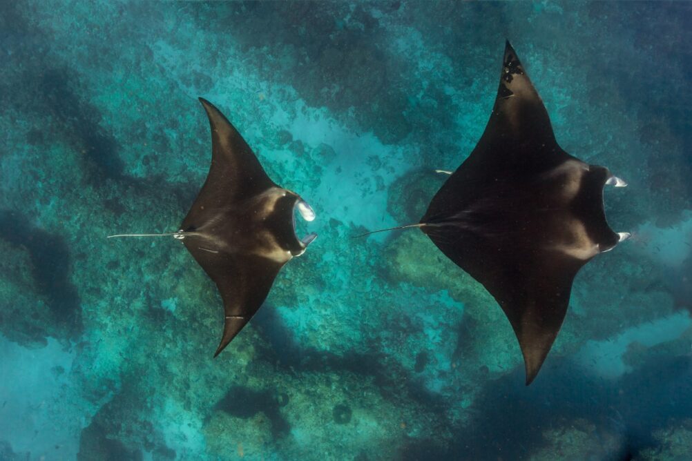 ningaloo-reef-western-australia-manta-rays-ute-junker
