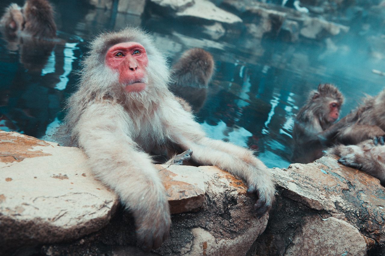 monkeys-in-a-hot-pool-jonathan-forage-on-unsplash-ute-junker