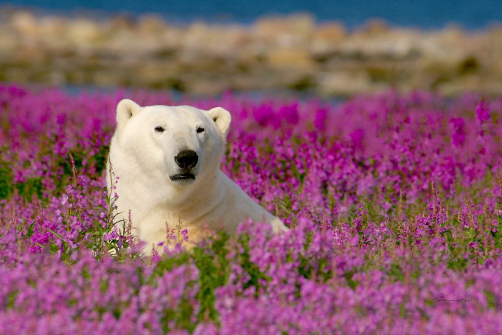 polar-bear-churchill-wild-dennis-fast-ute-junker