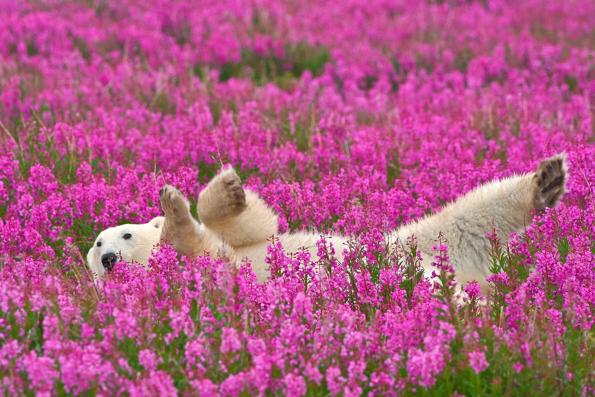 Polar bear loafing in fireweed